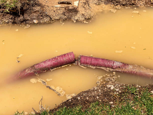Best Local water damage restoration  in Ave Maria, FL